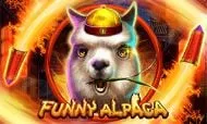 funny alpaca