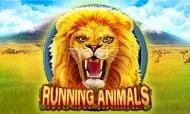 running animals