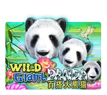 wild giant panda