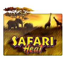 safari heat